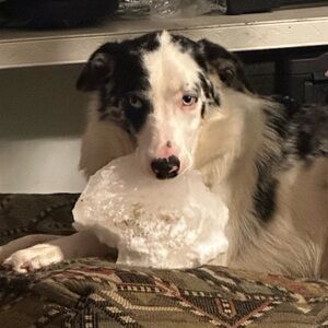 Meet your Posher, Penny